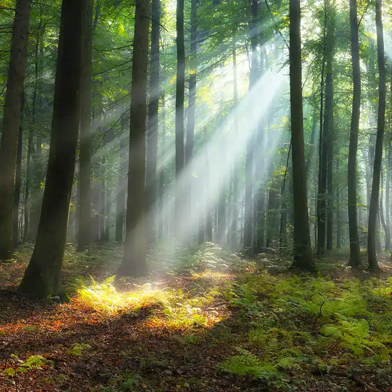 Dekor mit Bildmotiv Wald Sonne scheint durch Bäume für Rückplatten